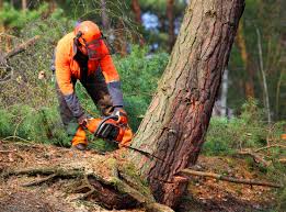 Leaf Removal in Lilburn, GA