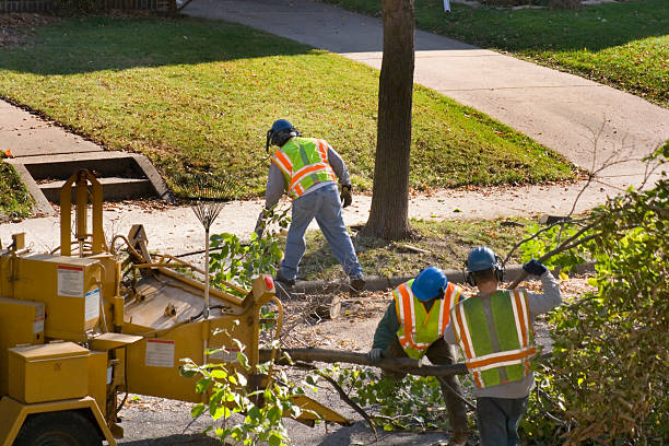 Best Tree Removal  in Lilburn, GA