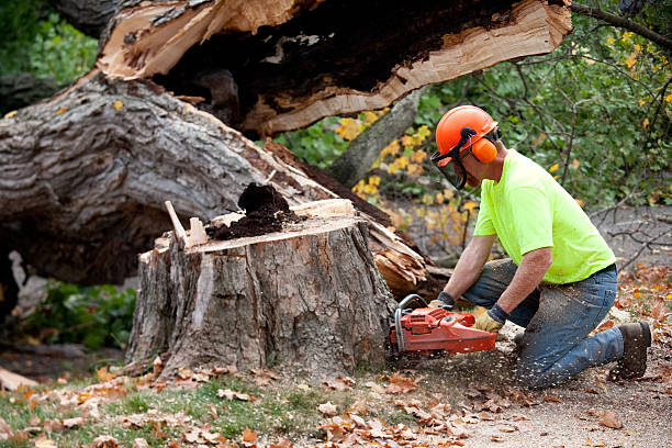 Best Leaf Removal  in Lilburn, GA